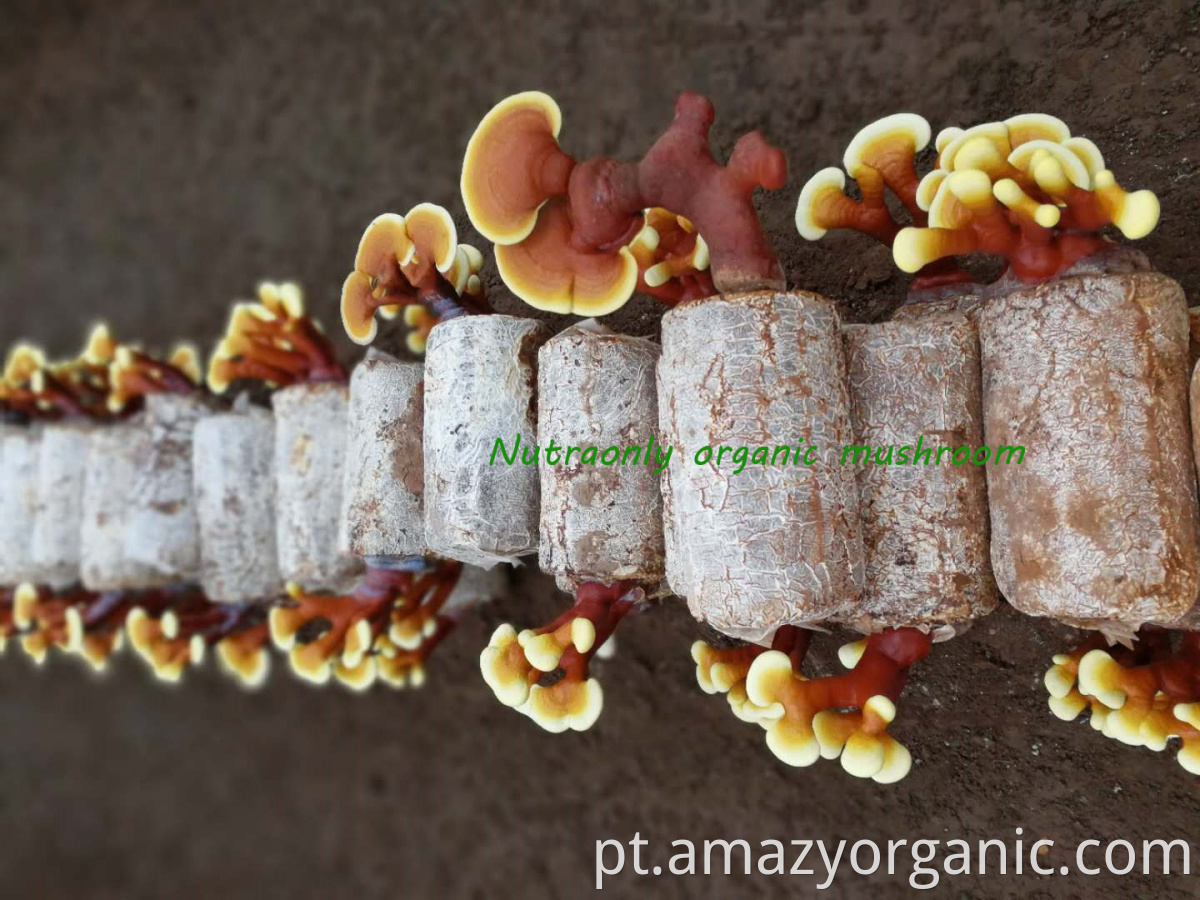 O melhor produto de saúde cultivada orgânica pura reishi cogumelo pó em pó de cogumelo orgânico reishi